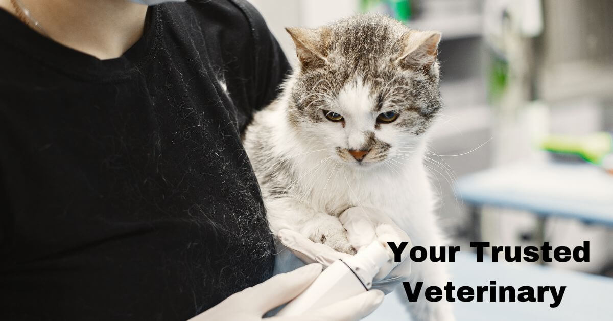 veterinary office Cleaning